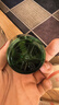 润本电蚊香液驱蚊液45ml*9瓶驱蚊防蚊补充装（无蚊香加热器） 实拍图
