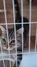 欢宠网猫奶瓶猫咪宠物幼猫幼犬喂奶神器奶嘴喂水喂药器猫咪狗狗小猫小狗 实拍图