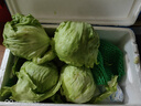 绿食者  球生菜5斤 西生菜圆生菜 汉堡用西餐沙拉色拉食材 健康轻食蔬菜 5斤 实拍图