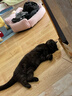 地狱厨房（Hell's Kitchen）以奶代水猫条猫零食湿粮全价主食猫条混合口味14g*16支 实拍图