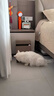 小佩全自动猫砂盆Pure配件  适配智能猫厕所 猫狗宠物日用品 斜梯猫抓板(仅适配全自动猫厕所) 实拍图