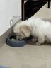 甜浪海猫碗双碗自动喂食器不锈钢狗盆幼猫吃饭喝水防打翻饮水机宠物食盆 实拍图