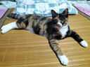 网易严选全价猫粮4.0 成幼猫咪食品虚弱挑食猫滋补营养 乳鸽乌鸡500g试吃 实拍图