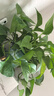 京东绿植绿萝盆栽除甲醛花卉绿植办公室新房净化空气180加仑4盆装源头直 实拍图