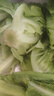 云南鲜生菜约400g 实拍图