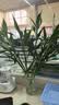 京东绿植观音竹水培植物带根花卉绿植室内盆栽带花瓶好养源头直发 实拍图