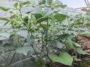 寿禾 彩椒种子苗大全辣椒苗灯笼椒种苗甜椒青椒菜椒夏秋季蔬菜苗种子 七彩辣椒苗 6棵 实拍图