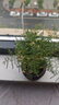文竹盆栽绿植花卉盆景植物室内客厅水培文松云竹文竹大苗四季常青 文竹+舍得陶瓷盆+塑料圆底托 高度15-25cm 实拍图