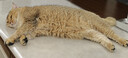instinct天然百利高蛋白猫粮进口鸡肉全猫幼猫粮10磅/4.5kg 效期26年11月 实拍图