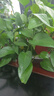 饮食派INSPIRATION SPICE大红八角 158g罐装 无硫熏秋果大料八角茴香火锅调料 调味品 实拍图