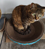 【京东快递】猫抓板磨爪猫窝椭圆形猫抓盆猫抓板巨大耐磨特大号 大号猫爪板40*40【10斤内 随机花边】 下单送猫薄荷 实拍图