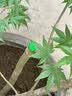 GERTHRON德国【冠军推荐】植物树木果树伤口愈合剂涂切口盆景果树苗木伤愈 专业植物树木伤口愈合剂 500g 1瓶 【热销爆款】促进树木伤口愈合 实拍图