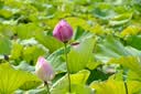 尼康（Nikon）Z6II 24-70mm f/4S全画幅微单套机 4k超高清视频 VR减震 电影感视频制作 Z6二代/Z62 实拍图