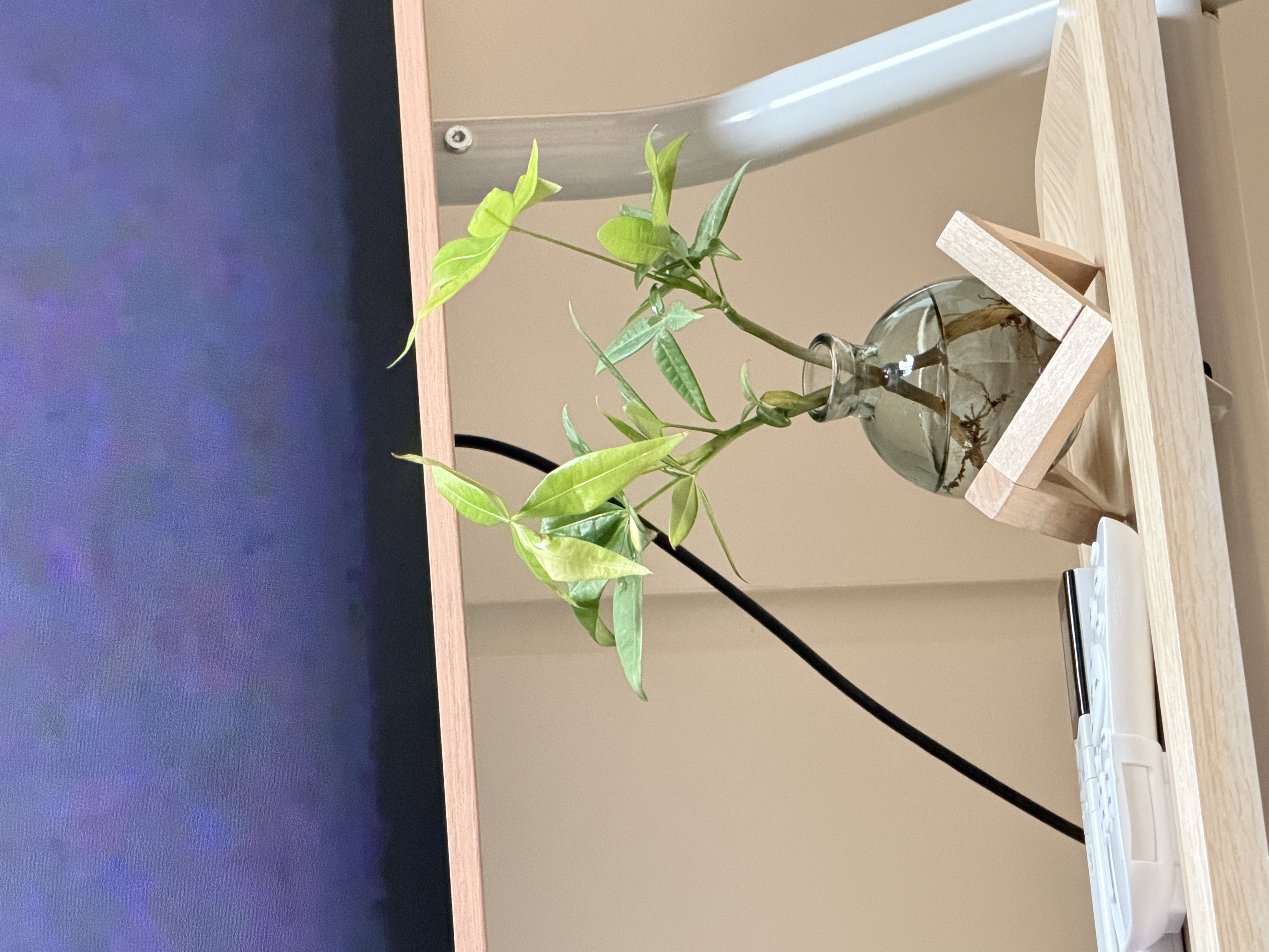 八芽水培植物发财树小盼菩提桌面盆栽净化空气室内摆件办公室绿植花卉 双杆发财树-轻奢小蓝瓶-几何木架 含盆 实拍图