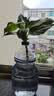 玛丽安水培植物万年青好养盆栽室内富贵竹办公室客厅花卉净化空气 玛丽安25-30厘米1棵【不含瓶】 实拍图