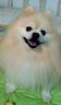 麦富迪狗粮 藻趣儿狗粮成犬粮牛肉螺旋藻 均衡营养15kg/30斤 实拍图