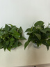 京东绿植绿萝盆栽除甲醛花卉绿植办公室新房净化空气180加仑4盆装源头直 实拍图