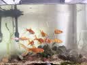 高级净水片鱼缸水族箱净化水浑浊绿水脏除腥臭味过滤免换水净水王 三效合一养水【瓶装10粒】不够用 实拍图