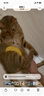 欢宠网猫梳子狗猫毛梳开结梳去浮毛狗毛清理器梳毛针梳长毛猫咪狗狗神器 实拍图