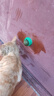 【京东快递】猫薄荷球猫玩具自嗨解闷猫咪用品磨牙棒神器逗猫棒 猫薄荷2颗装 实拍图