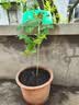 CHUANGSHIJI树莓苗双季树莓覆盆子树苗黄红树莓苗南方北方种植盆栽地栽果树苗 红宝石【当年结果】 60cm(含)-69cm(含) 实拍图