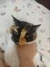 小佩AI宠物智能自动双子星喂食器可视版  实时视频监控(支持鸿蒙智联) 实拍图
