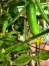 图拉斯适用华为Pura 80 Pro镜头膜Pro+后置摄像头AR增透防眩光P80钢化膜 银白色 实拍图