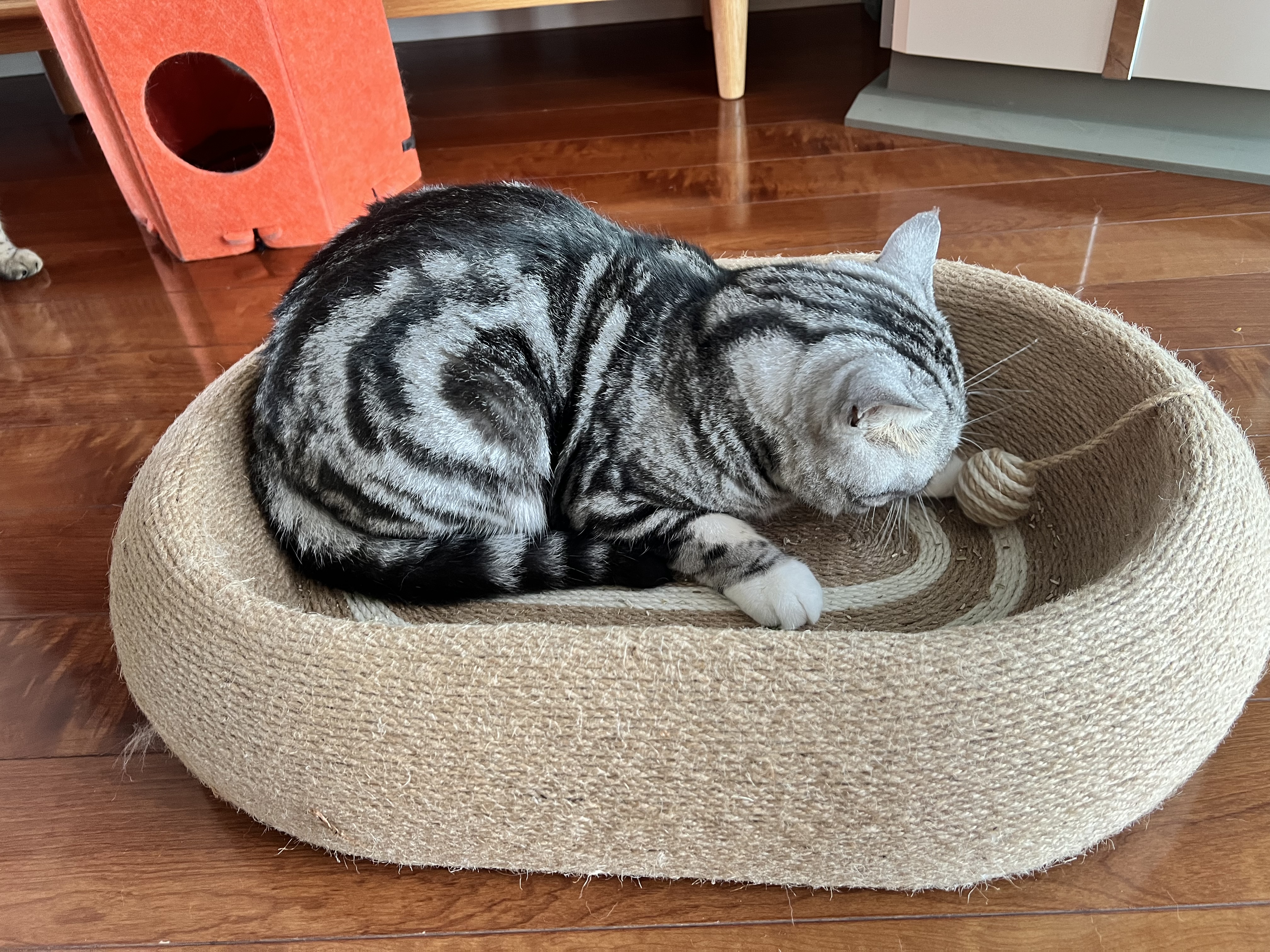 POPOCOLA剑麻猫抓板窝耐磨不掉屑耐抓四季通用大号猫咪猫爪板猫窝一体 61CM大号剑麻猫抓板窝【深睡款】 实拍图
