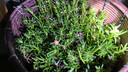 花翁重瓣太阳花苗宿根多年生枝条混色植物盆栽绿植花卉耐晒源头直发 实拍图