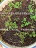 播种心情太阳花种子重瓣混色四季开花庭院阳台盆栽易活室内外 混色重瓣大花太阳花3万粒+肥料 实拍图