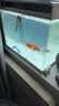 森森（SUNSUN）鱼缸水族箱客厅家用生态桌面金鱼缸免换水懒人鱼缸一体缸自循环 HE-600内置棉和滤材（物流发货） 实拍图