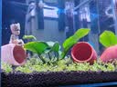 森森鱼缸过滤器壁挂式抽水泵外置小型过滤桶YBG-400 5W 实拍图