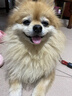 宠有为 狗狗沐浴露猫咪洗澡用品香波泰迪宠物夏季沐浴露洗澡清洁用品 宠物沐浴露+宠物护毛素 实拍图