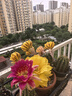 史丹利3L包装营养土园艺有机土通用型种花种菜养花专用泥炭土壤种植土 实拍图