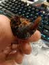 新边界九蒸九晒黑金枣500g 新疆特产去皮去核灰枣独立包装古法工艺 实拍图