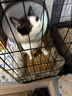 licheers猫狗窝凉席小型犬宠物猫咪睡垫夏季床垫泰迪中大型犬狗垫子 M号 实拍图