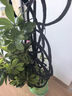 叹为观止大型植物发财树各种大颗盆栽开业乔迁客厅办公室内好养大型花卉 造型鸭脚木【1.4-1.6米】 含盆 实拍图