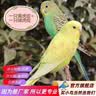 万宠汇 鸟活体虎皮鹦鹉笼养牡丹玄风活鸟学说话手养小太阳鹦鹉宠物鹦鹉 虎皮一只颜色备注+单层笼+1斤粮 实拍图