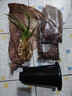 劉閣蘭花兰花苗世界上超香四季兰帝王妃 金边矮种夏带浓香花苞花卉盆栽 3大壮苗+硬塑黑盆+2包土 实拍图