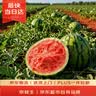 京鲜生 无籽麒麟西瓜 1粒装 净重5-7斤 生鲜水果 实拍图