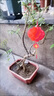 迪普尔植绒小灯笼三连串挂饰新年装饰挂树上大红灯笼户外防水元宵节布置 实拍图