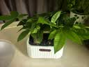 植男植女发财树室内桌面绿色懒人绿植盆栽花卉鲜活好养护观叶耐旱源头直发 实拍图