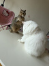皇家幼猫猫粮 幼猫奶糕 K36 通用粮 4-12月 10KG 实拍图