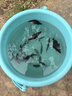 鳜鱼苗桂花鱼苗淡水养殖食用翘嘴鳜大眼鳜斑鳜鱼肉食活体红纹鳜鱼 鳜鱼苗7-9厘米20条送10%防损 晒单实拍图