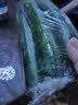 京喜加寿光新鲜无刺水果小黄瓜小青瓜脆甜荷兰脆嫩生吃黄瓜蔬菜 水果黄瓜 3斤 （净重 2.7斤 ） 实拍图