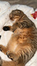 皇家室内成猫粮 I27 通用粮 12月以上 2KG 实拍图