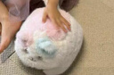 菲贝（feibei）儿童毛绒玩具猫抱抱喵deepseek豆包ai智能对话机器人女孩生日礼物 实拍图