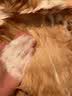 哆宠爱狗狗沐浴露宠物猫咪沐浴露持久除臭清洁除螨专用洗护二合一500ml 实拍图