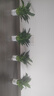 年宵花【热销款】白掌一帆风顺盆栽水培植物绿植过年装饰摆件年货 【店主推荐】特级白掌6-8株带花+早安盆+营养液 实拍图