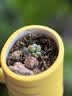 德沃多多肉专用营养土5斤-19合1植物种植花土颗粒营养土花盆土50%泥炭 实拍图